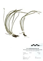 藏品(書帶蕨)的圖片